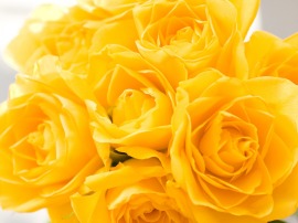 yellow-roses-flower-wallpaper